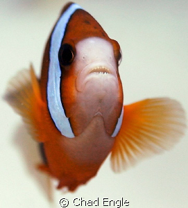Never knew the chompers on cute little clown fish were so... by Chad Engle 